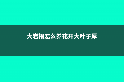 大岩桐怎么养 (大岩桐怎么养花开大叶子厚)