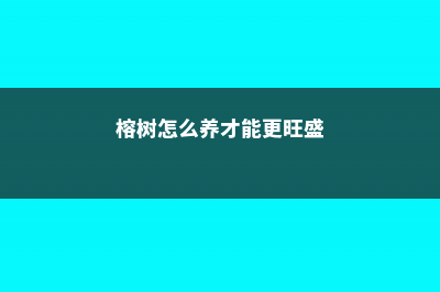 榕树怎么养 (榕树怎么养才能更旺盛)