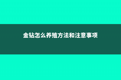 金钻怎么养 (金钻怎么养殖方法和注意事项)