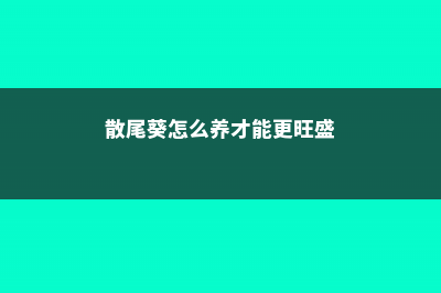 散尾葵怎么养 (散尾葵怎么养才能更旺盛)