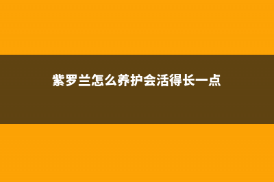 紫罗兰怎么养 (紫罗兰怎么养护会活得长一点)