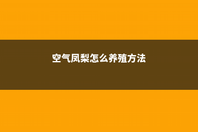 空气凤梨怎么养 (空气凤梨怎么养殖方法)