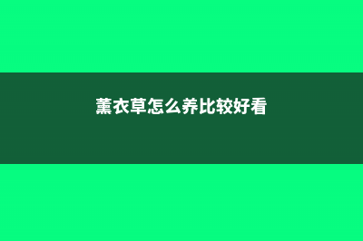 薰衣草怎么养比较好 (薰衣草怎么养比较好看)