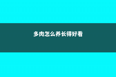 多肉怎么养长得好 (多肉怎么养长得好看)