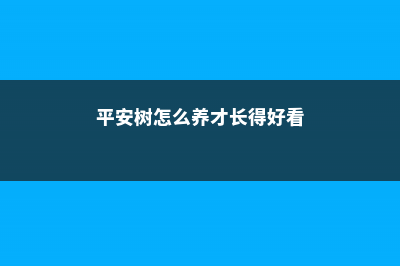 平安树怎么养才好 (平安树怎么养才长得好看)