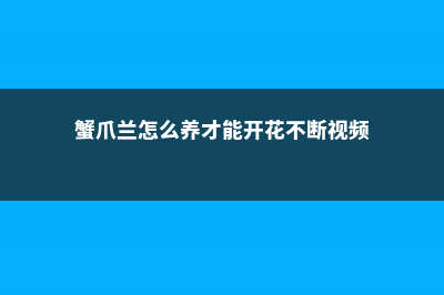 蟹爪兰怎么养才好 (蟹爪兰怎么养才能开花不断视频)