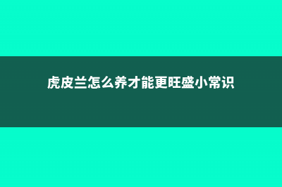 虎皮兰怎么养才长得好 (虎皮兰怎么养才能更旺盛小常识)