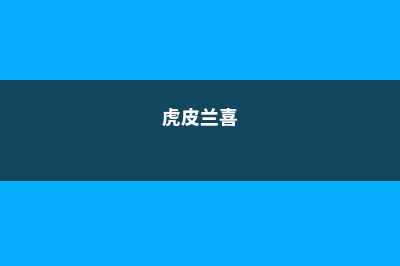 虎皮兰幸福树…叶子又打卷？只需3步，立马直挺绿油油！ (虎皮兰喜)