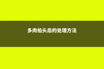 多肉掐1下，立马冒出5个头，给多少钱都不卖！ (多肉掐头后的处理方法)