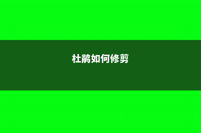 月季杜鹃这么剪，花多枝壮，年年开爆盆！ (杜鹃如何修剪)