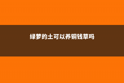 绿萝铜钱草…挖个坑浇点水，突然长疯了，叶子比5个硬币还大！ (绿萝的土可以养铜钱草吗)