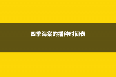 四季海棠的播种方法 (四季海棠的播种时间表)