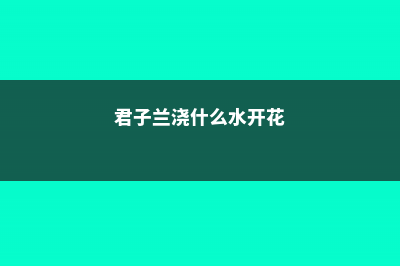 君子兰浇什么水最好 (君子兰浇什么水开花)