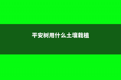 平安树用什么土养好 (平安树用什么土壤栽植)