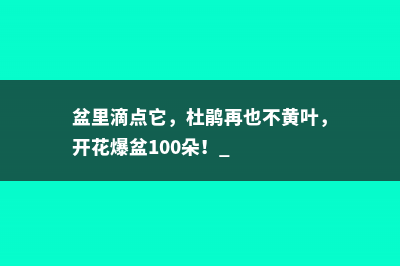 盆里滴点它，杜鹃再也不黄叶，开花爆盆100朵！ 