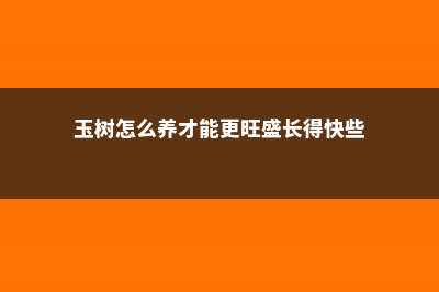 玉树怎么养才能更旺盛 (玉树怎么养才能更旺盛长得快些)