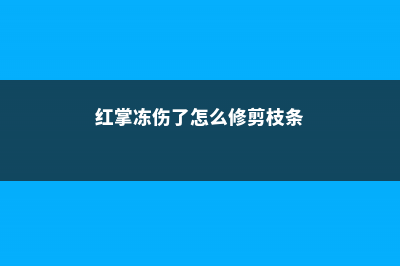 红掌冻伤了怎么办 (红掌冻伤了怎么修剪枝条)