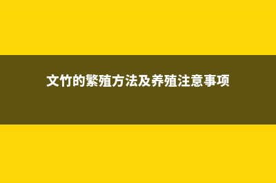 文竹的繁殖方法及注意事项 (文竹的繁殖方法及养殖注意事项)