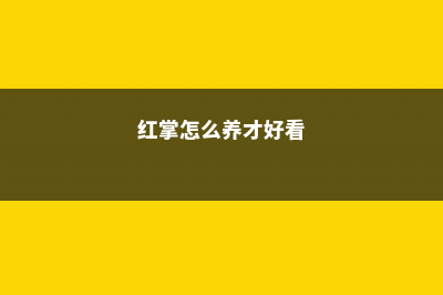 红掌怎么养长得快 (红掌怎么养才好看)