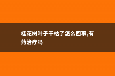 桂花树叶子干枯发黄怎么办 (桂花树叶子干枯了怎么回事,有药治疗吗)