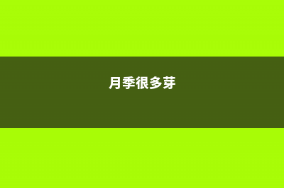 月季多肉...从牙签苗到撑爆盆，30天就搞定！ (月季很多芽)