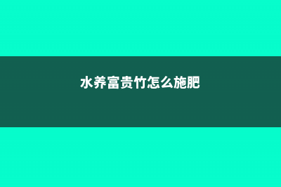 水养富贵竹怎么养才长得好 (水养富贵竹怎么施肥)