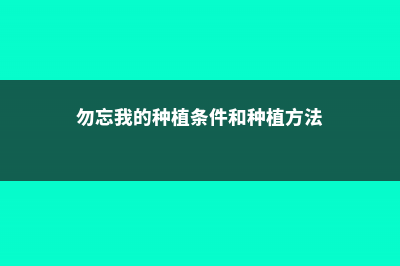 勿忘我如何种植 (勿忘我的种植条件和种植方法)