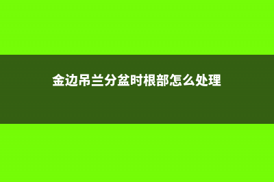 金边吊兰怎么分株 (金边吊兰分盆时根部怎么处理)