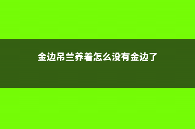 金边吊兰没金边怎么办 (金边吊兰养着怎么没有金边了)