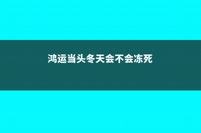 鸿运当头受冻了怎么办 (鸿运当头冬天会不会冻死)