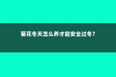 菊花冬天怎么养 (菊花冬天怎么养才能安全过冬?)