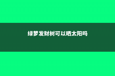 绿萝发财树···又黄叶，这么做2天就变绿！ (绿萝发财树可以晒太阳吗)