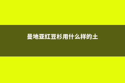 曼地亚红豆杉用什么肥料 (曼地亚红豆杉用什么样的土)