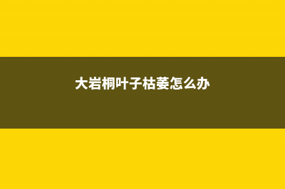 大岩桐叶子枯萎怎么办 (大岩桐叶子枯萎怎么办)