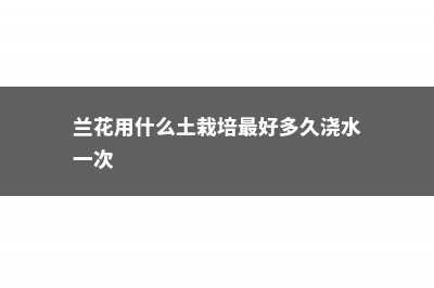 兰花用什么土栽培最好 (兰花用什么土栽培最好多久浇水一次)