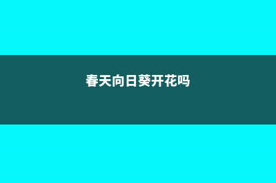 春天种1棵向日葵，花比脸盆还大，竟然收获10斤瓜子！ (春天向日葵开花吗)