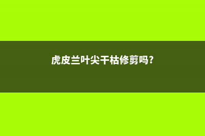 虎皮兰叶尖干枯怎么办 (虎皮兰叶尖干枯修剪吗?)