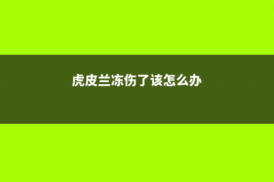 虎皮兰冻伤了该怎么办 (虎皮兰冻伤了该怎么办)