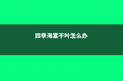 四季海棠干叶怎么办 (四季海棠干叶怎么办)