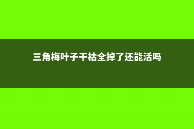 三角梅叶子干枯怎么办 (三角梅叶子干枯全掉了还能活吗)