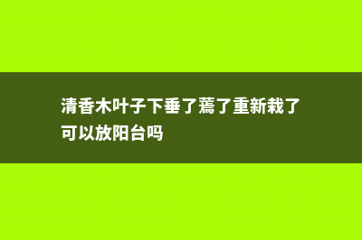 清香木叶子下垂怎么办 (清香木叶子下垂了蔫了重新栽了可以放阳台吗)