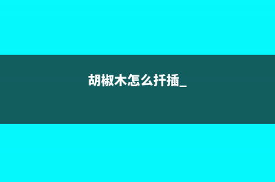 胡椒木怎么扦插 