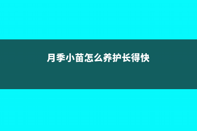 月季小苗怎么养长得快 (月季小苗怎么养护长得快)