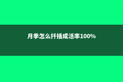 月季怎么扦插 (月季怎么扦插成活率100%)