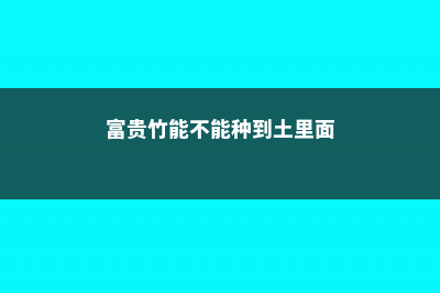 富贵竹能不能种在土里 (富贵竹能不能种到土里面)