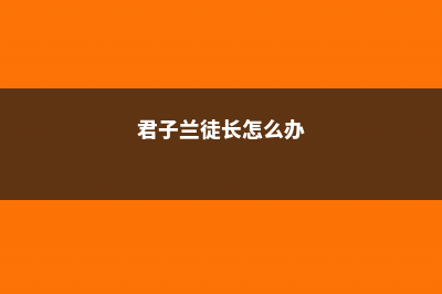 多肉君子兰…长太慢？随手撒点它，立马疯长爆盆！ (君子兰徒长怎么办)