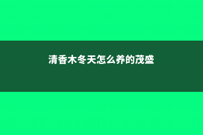 清香木冬天怎么养 (清香木冬天怎么养的茂盛)