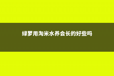 绿萝可以用淘米水浇吗 (绿萝用淘米水养会长的好些吗)