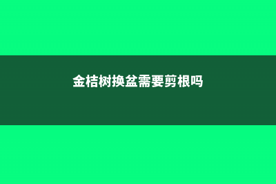 金桔树怎么换盆 (金桔树换盆需要剪根吗)