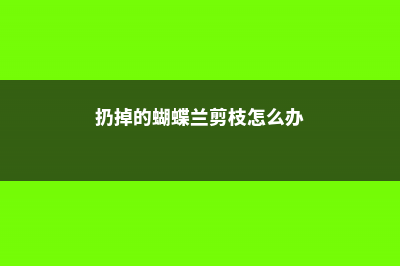 扔掉的蝴蝶兰剪一刀，花朵咕噜咕噜冒，邻居争着抢着要！ (扔掉的蝴蝶兰剪枝怎么办)